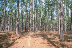 Longleaf pine stand