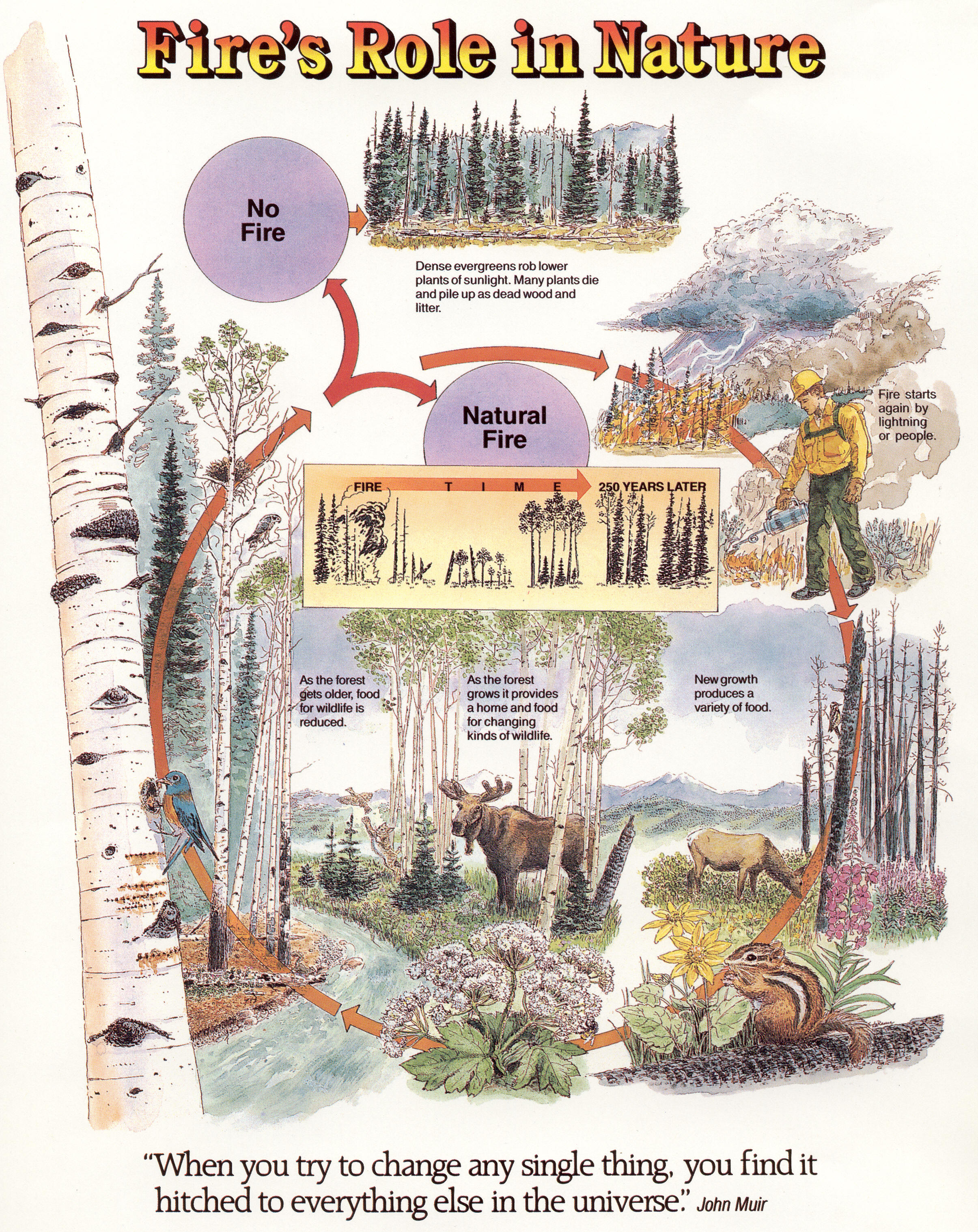 Educational Poster illustrated with fire's role in nature