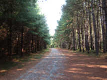 Photo of Gravel Road Trail