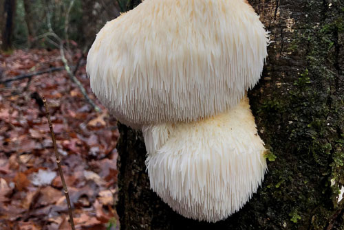 Photo of lion's mane mushroom