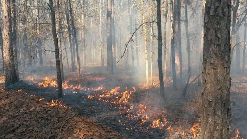 Prescribed fire in a forest
