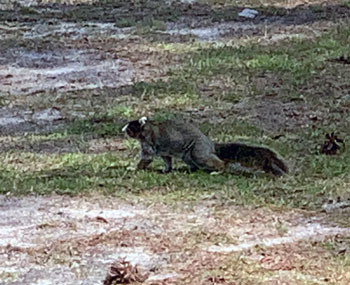 Fox Squirrel photo
